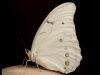 The Spiritual Meaning of White Butterflies in Your Home: Messages That Fly Silently
