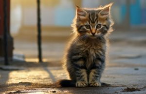 Why do black cats go missing for days at a time?