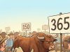 The Ultimate Secret of the 365-Day Texan Bull